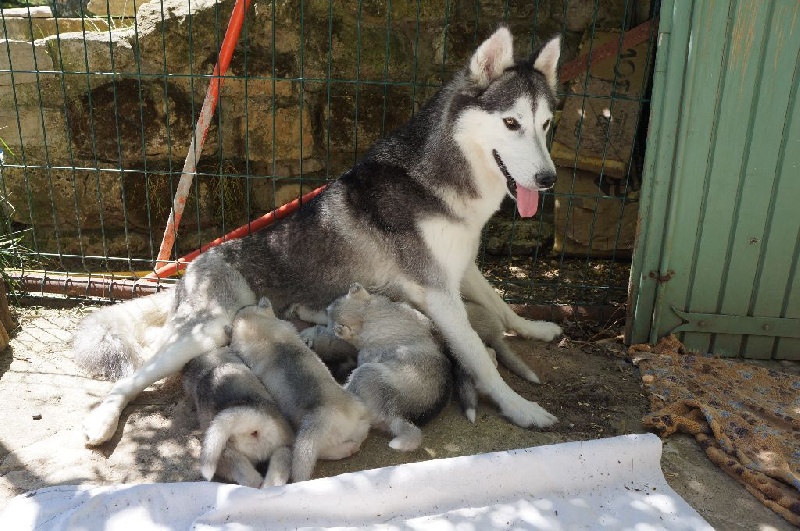 Nordic Spirit - Siberian Husky - Portée née le 10/04/2016