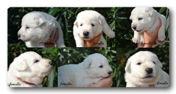 Nordic Spirit - Berger Blanc Suisse - Portée née le 12/09/2013