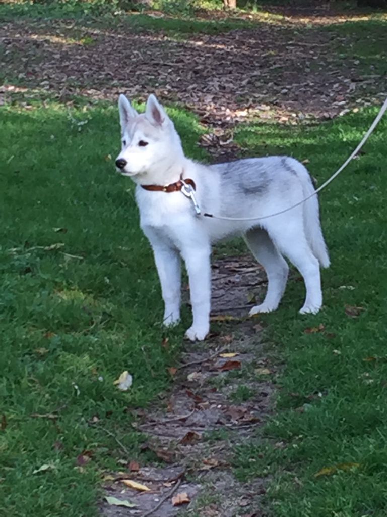 Nordic Spirit - Siberian Husky - Portée née le 23/07/2017
